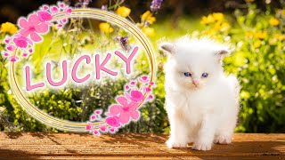 Lucky - Little Cat Story | Short Film by Filmmakers London