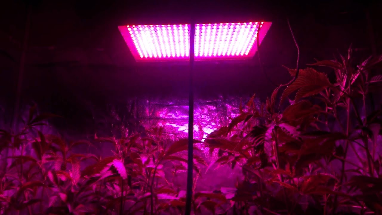 450 Watt LED - 2nd Impression