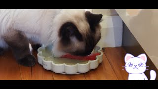 Ragdoll Cat Hugo loves eating Watermelon by Ragdolls 4 Real 🐱 82 views 1 month ago 1 minute, 6 seconds