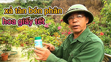 xả tàn bón phân vào siết nước lần cuối cho cây hoa giấy làm hoa tết muộn