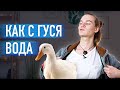 Как мастерски отвечать на критику и травлю. Буллинг