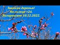 Зацвели деревья! На солнце  +24, парк благоустраивают! Лазаревское ,10.12.2022.🌴ЛАЗАРЕВСКОЕ СЕГОДНЯ🌴