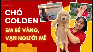 Chó Golden  Nguồn Gốc, Đặc Điểm, Tính Cách Và Giá Bán | AZPET