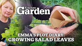 Sowing salad leaves | Emma's plot diary