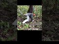 【イノシシ】後ろ足ムズい#shorts