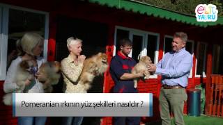 Pomeranian ırkının yüz şekilleri nasıldır ?