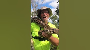 "Giant python has some spunk"