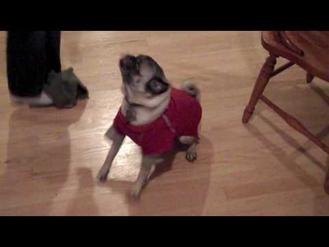 happy-birthday-pug!