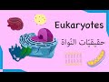 3   حقيقي ات الن واة 