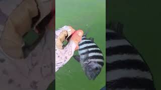 Giant sheepshead from kayak.
