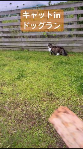 ドッグランのあるキャンプ場で猫に棒を投げてみた❗️