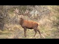 Red stag New Zealand