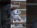 Chimpanzee poops in his hand, eats it then gives it to a friend to play with