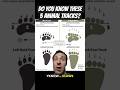 5 mammal tracks EVERYONE should know! Pt 2