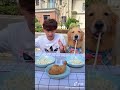 Funny dog competing for food with owner