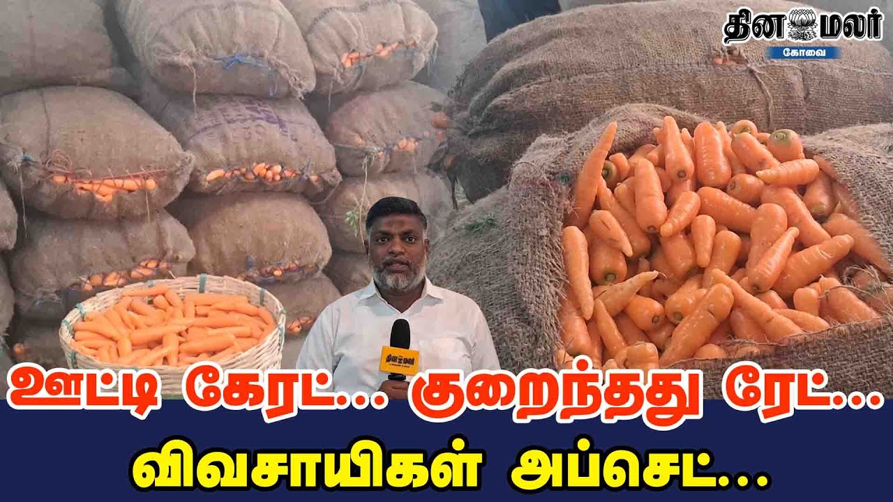 ஊட்டி கேரட்... குறைந்தது ரேட்... விவசாயிகள் அப்செட்...