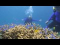 Phil curry scuba great barrier reef