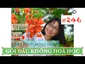 #246. GỘI ĐẦU KHÔNG HOÁ HỌC