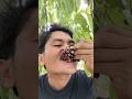 Ripe Berries Eating Fresh #eating #fruit #shorts