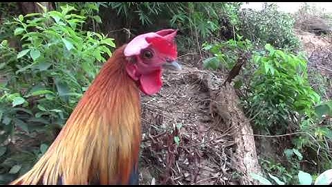 qaib dib zoo nraug thiab noob qaib qus pom 1 qua zoo heev 2019