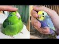 Baby Animals 🔴 Funny Parrots and Cute Birds Compilation (2022) Loros Adorables Recopilación #51