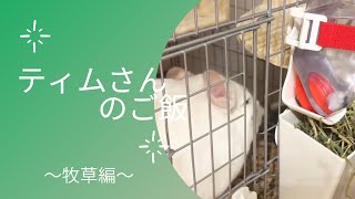 〚チンチラ〛ティムさんのご飯 チモシー（牧草）編！