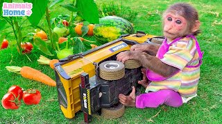 Smart Bibi Harvests Fruit To Cook Milk For Obi To Drink