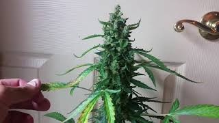 White Widow Autoflower Indoor Grow Harvest Day