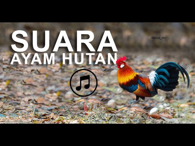 Suara Ayam Hutan Jantan Durasi Panjang class=