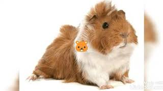 Download Lagu Lo que necesitas si decidiste tener un cobayo MP3