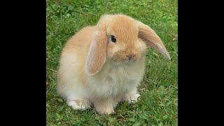 Appium - Simple Test Automation of the Windows 10 Calculator App screenshot 3