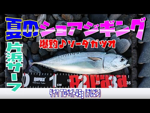 沼津 千本 浜 釣り 沼津 千本 浜 釣り