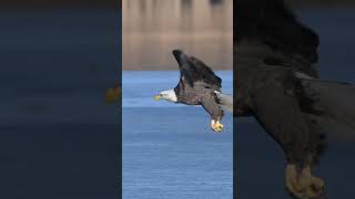 Eagle on Ice  #birds #wildbirds #wildlife #nature #wildeagle #eaglelife #eagles