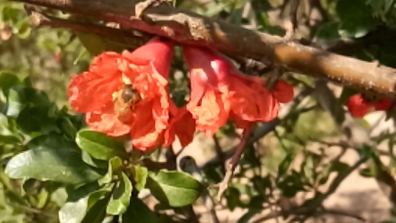 Honeybee Pollinating Pomegranate Flower YouTube