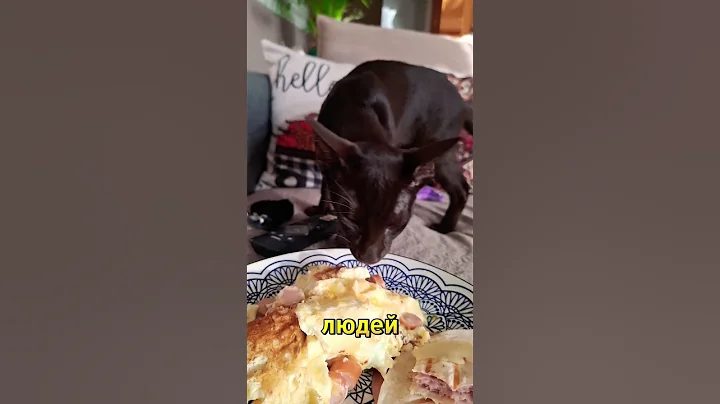 Video 11401631: orientalcat cats, cats pets animals