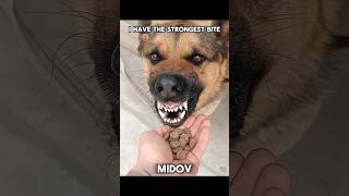 other German shepherd vs My Student #episode #133 #gsd #shorts