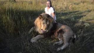 Красивые фото со львом Марселем ! Красивые фото со львом Марселем !