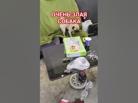 ТРОЕЩЕНСКОЕ ЖИВОТНОЕ - YouTube