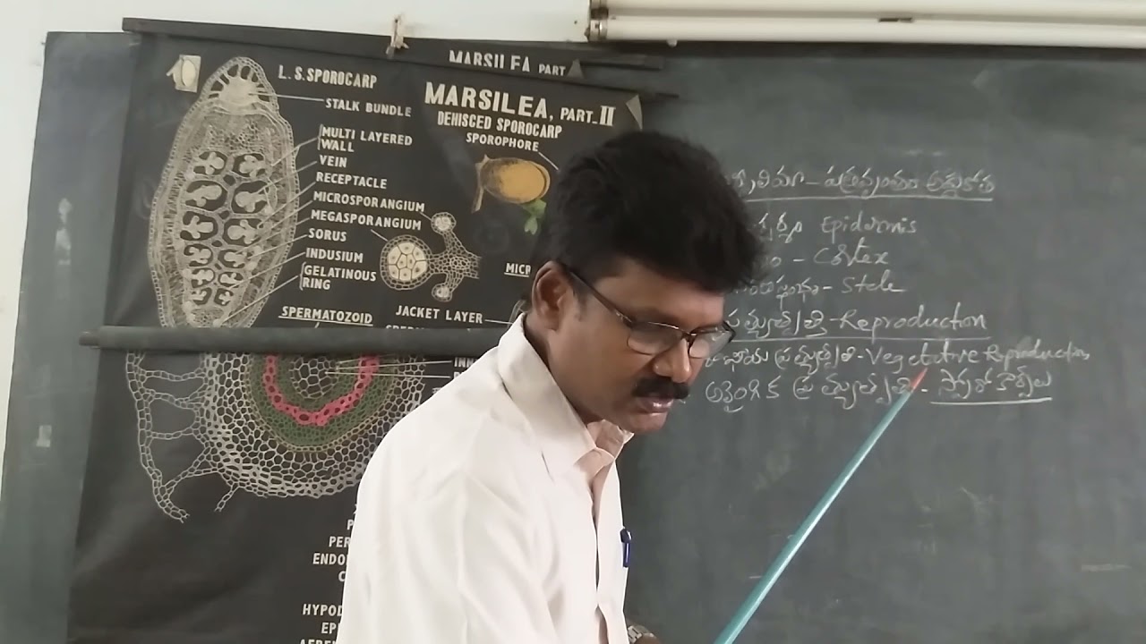 I B.SC II Semester Botany Marsilea T.S of Petiole and Asexual Reproduction