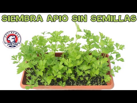 Video: Cómo Cultivar Apio De Raíz