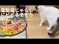 電動猫じゃらしにビビるモモちゃん