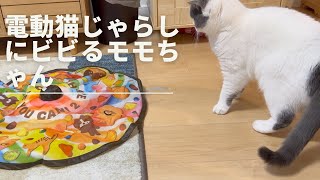 電動猫じゃらしにビビるモモちゃん
