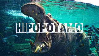 HIPOPÓTAMO COMÚN | Mini Documental