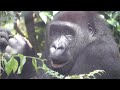 甘えん坊な10歳の長男に付きまとわれて困る母ゲンキ⭐️ゴリラ Gorilla【京都市動物園】Gentaro, who hasn&#39;t graduated from a big baby yet.