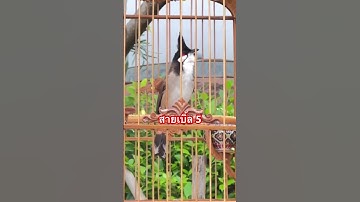 Thumbnail of นกกรงหัวจุก นกครูสายเบิ้ล อาชีพ!!