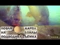 Ловля карпа на бойлы подводная съёмка (Видео 4К)