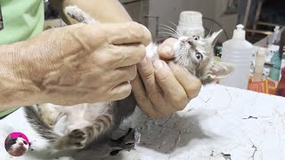 ลูกแมวที่ได้รับการช่วยเหลือถูกพาไปหาสัตวแพทย์เป็นครั้งแรก