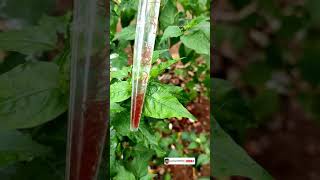Blood Worm Culture Best Feed For Betta And Guppy Food For Fighter Fish And Guppys