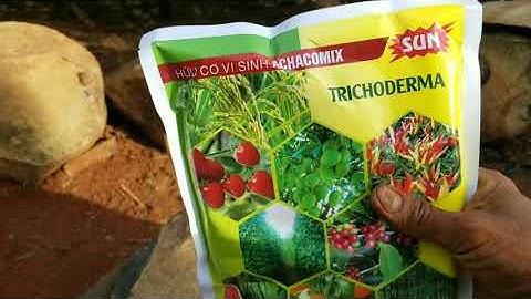 Công dụng mấn trichoderma đối với cây trồng