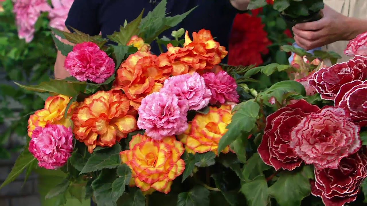 Roberta's 8piece Jumbo Begonia Collection w/Fertilizer on QVC YouTube